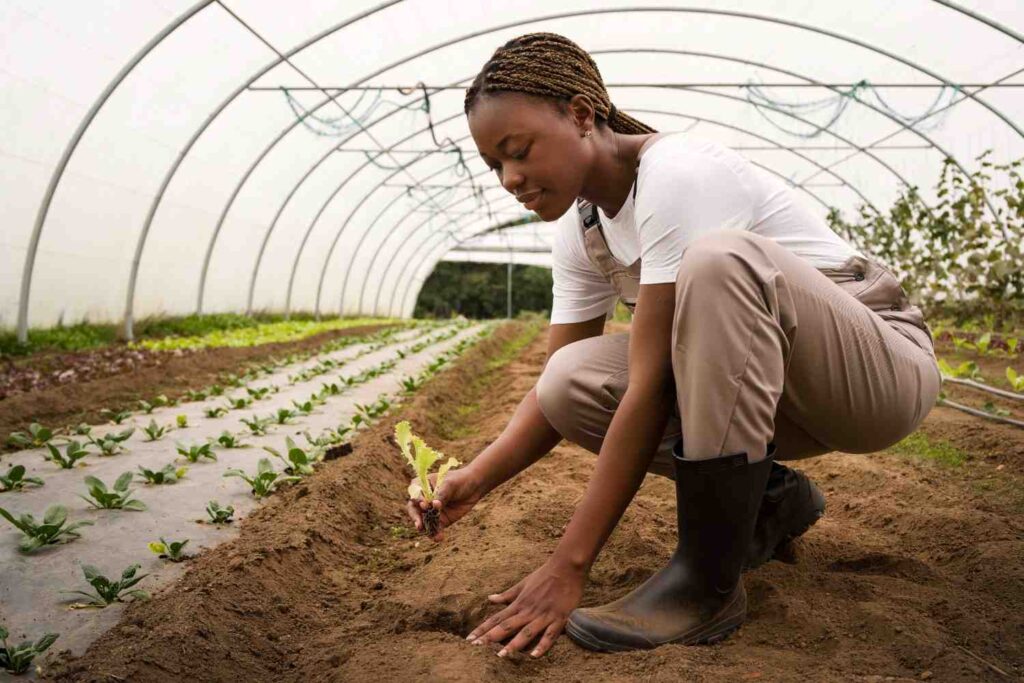 Nigerian urban farmer tending to hydroponic plants on a small rooftop farm